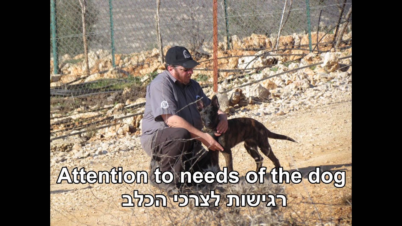 Israel Dog Unit Dog. We take care of our dogs YouTube