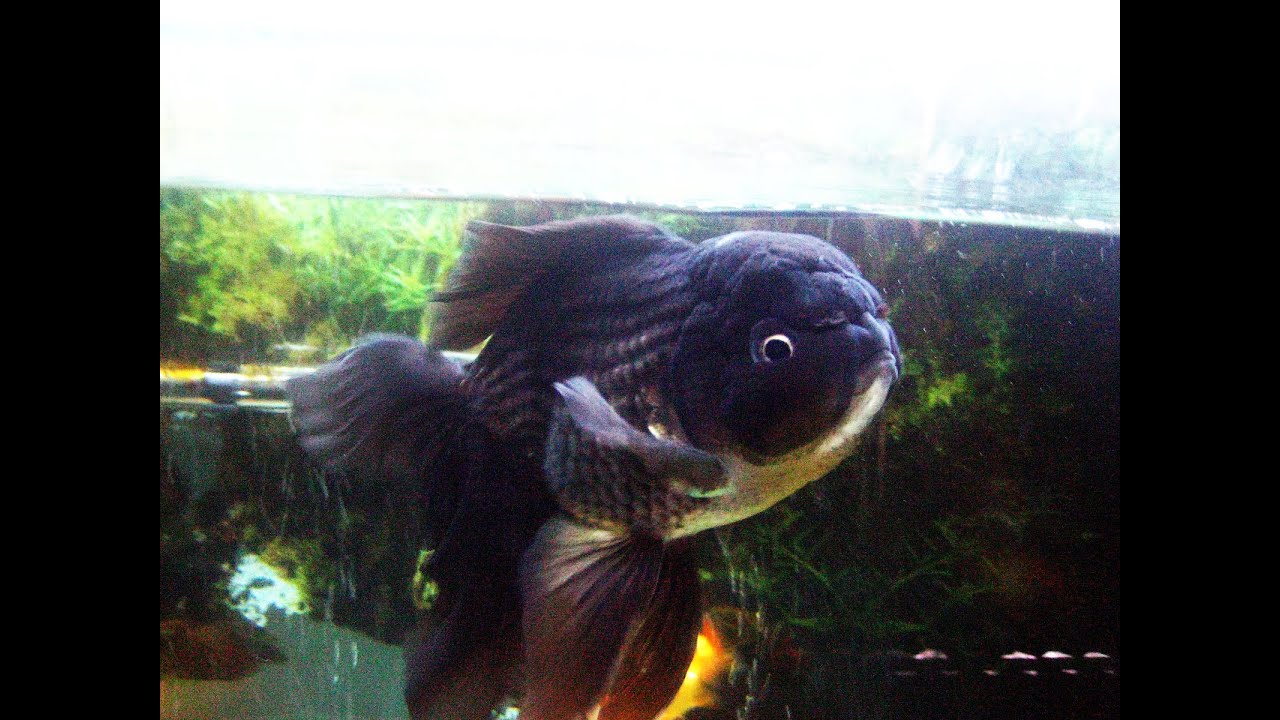 Black Oranda & Telescope for Vietnam Goldfish Show 2014 YouTube