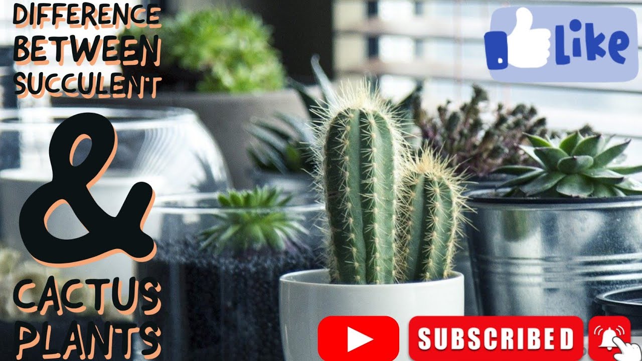 Difference between Succulent & Cactus Plants|succulent plants in hindi|succulent and cactus