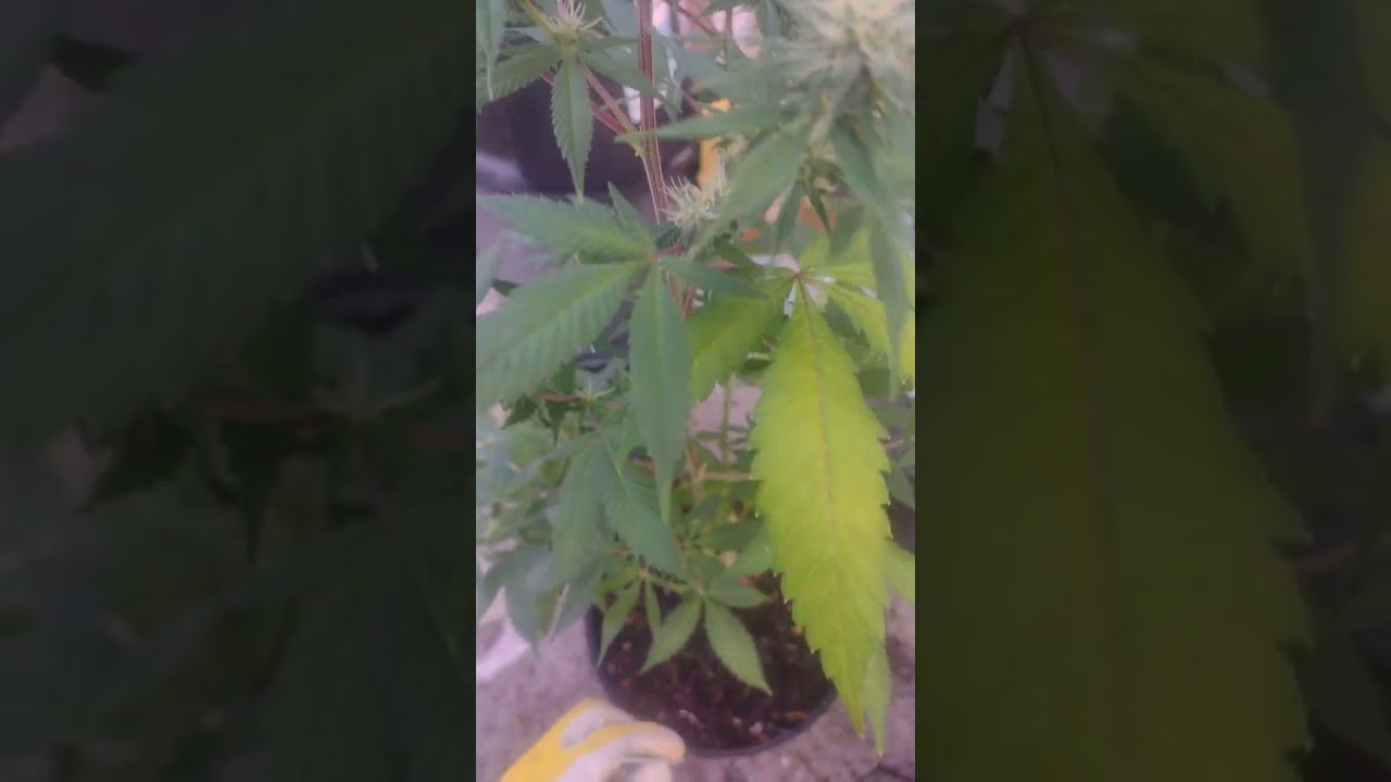 BLACK HERO HORTICULTURE, LLC Stormy Daniels CBD Hemp 100% Organic Baby 