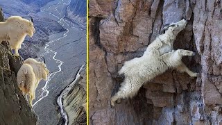 How Mountain Goats Walk On Sheer Cliffs Subduing Gravity. by Victorious Nature 1,444,167 views 2 years ago 11 minutes, 16 seconds