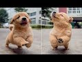 Cute is Not Enough - Funny Cats and Dogs Compilation #275