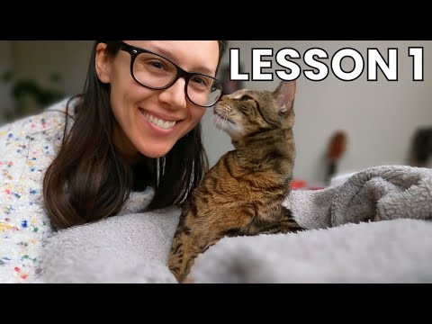 Vídeo: Noções básicas de nutrição para o seu gatinho: o que você deve saber
