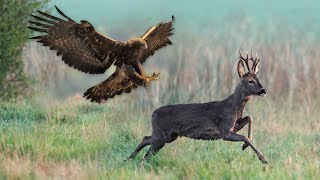 Lov srndaća i lisice sa surim orlom  Sokolarstvo II deo | Hunting with golden eagle  Falconry