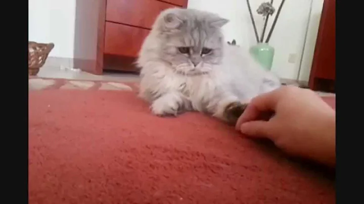 Video 563141: persian cat shaded silver, persian cat playing, cats catch
