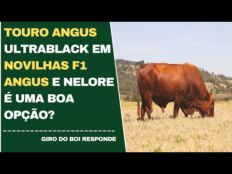 TOURO ANGUS ULTRABLACK EM NOVILHAS F1 ANGUS E NELORE É UMA BOA OPÇÃO?