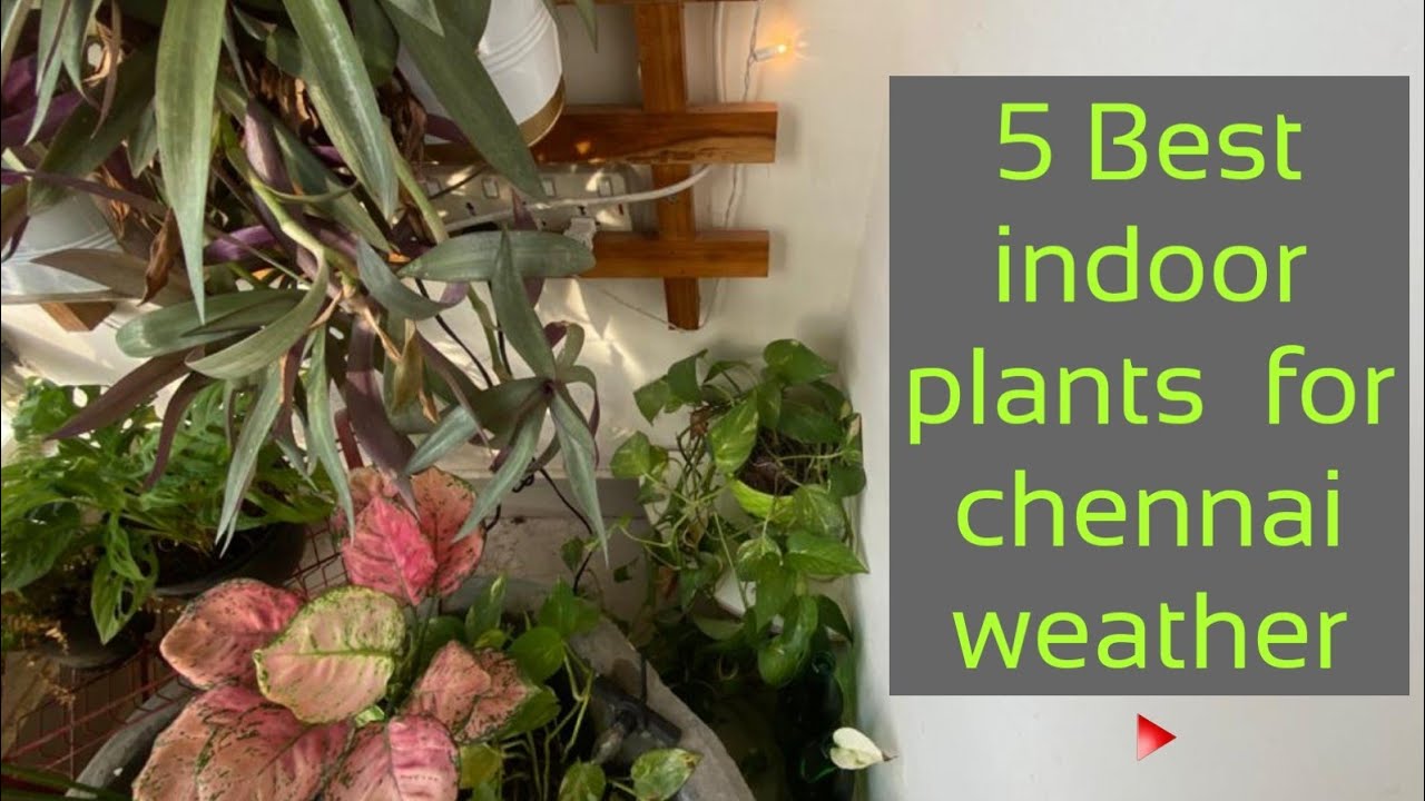 5 Best House Plants || Chennai Weather || GIVEAWAY detail in ...