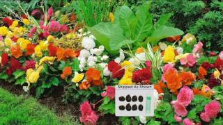 Roberta's 8-piece Jumbo Begonia Collection w/Fertilizer on QVC