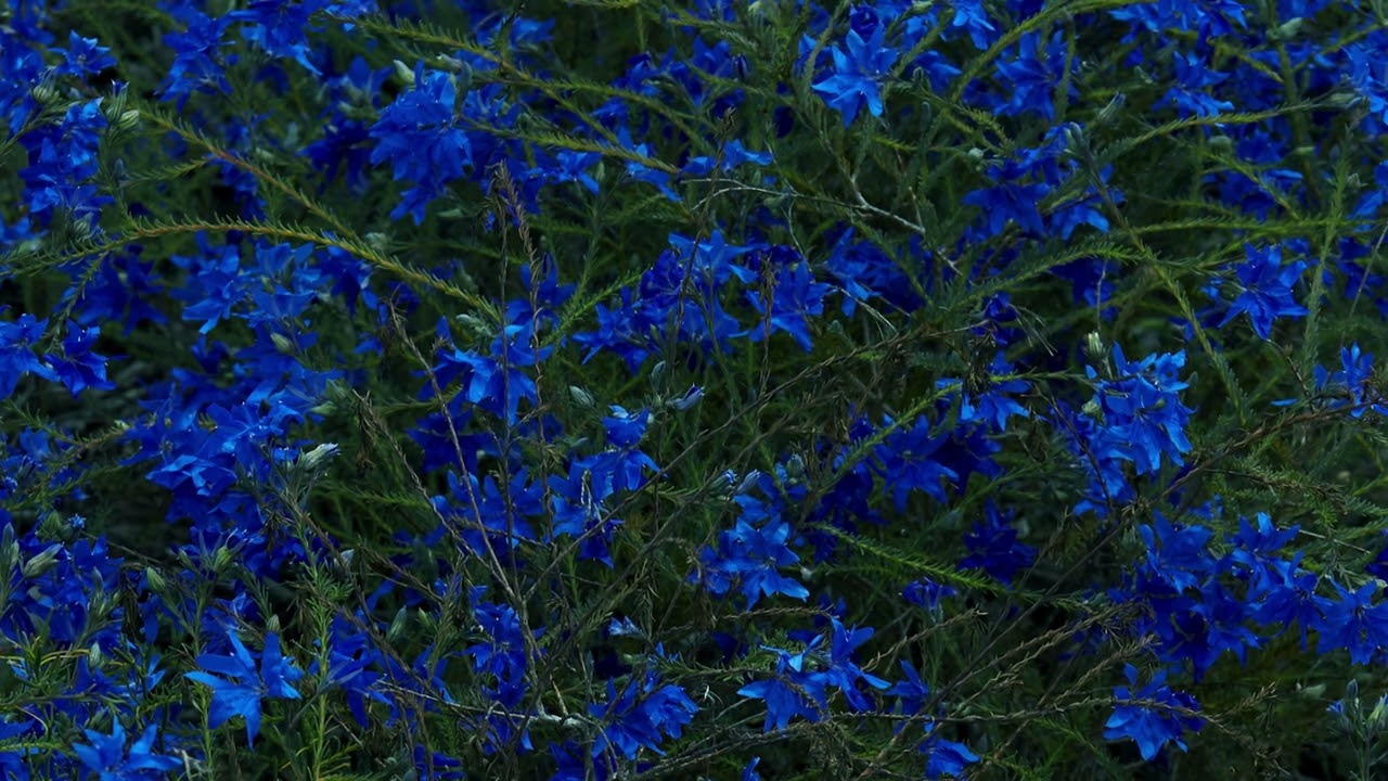 Jefre Cantu-Ledesma - River That Flows Two Ways (Official Audio)