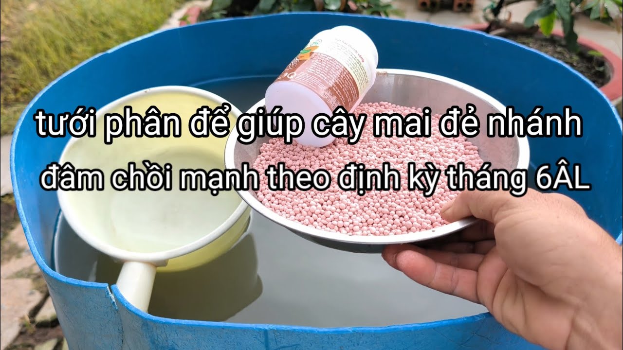 Tưới phân 15/6ÂL theo định kỳ! Giúp cây mai đẻ nhánh đâm chồi mạnh.