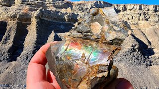 AMMOLITE, Iridescence & Crystals: Baculites! #Rockhounding by Montana Rock Mom 28,303 views 1 year ago 21 minutes