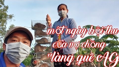 vợ chồng"làng quê AG" săn bắt chuột cống nhum mưu sinh.một ngày bội thu
