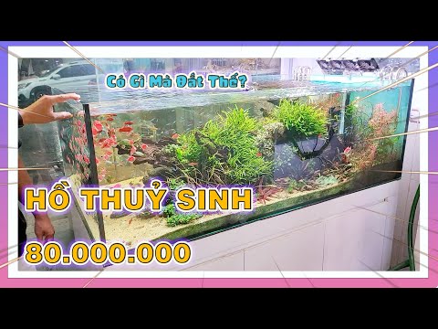 Video Có Gì Trong Bể Thủy Sinh 80 Triệu? | Nam Ngô - youtube