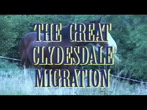 The Great Clydesdale Migration
