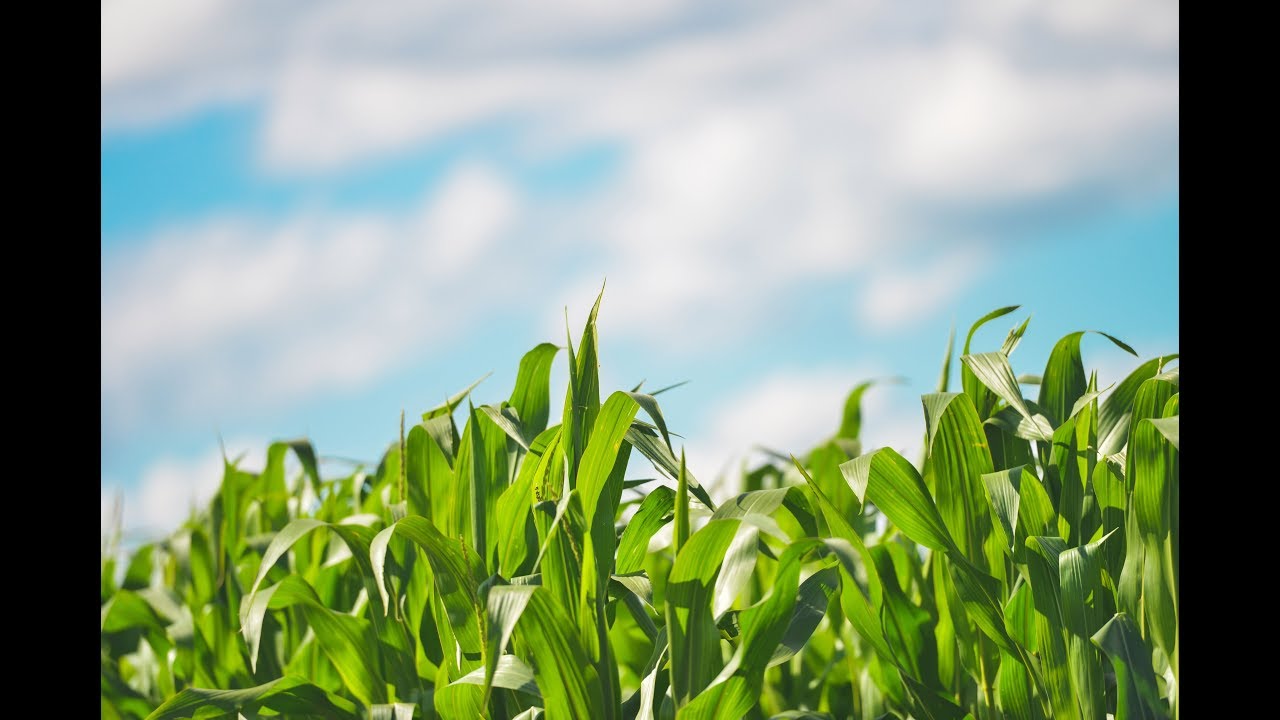 Multigrain flour for Diabetes.