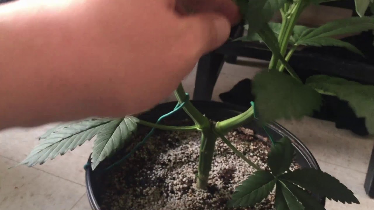 FASTBUDS DUTCH PASSION DINAFEM