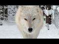 Real Wolves!? Entering the Enclosure of Terrifyingly Beautiful Wolfdogs | Japan’s Wolfdog Forest🐺