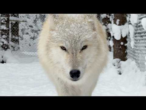 Real Wolves Entering The Enclosure Of Terrifyingly Beautiful Wolfdogs Japan S Wolfdog Forest 