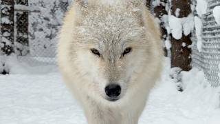 Dangerous? Wolfdogs Carrying the Blood of Wolves | Japan’s Wolfdog Forest🐺 screenshot 3