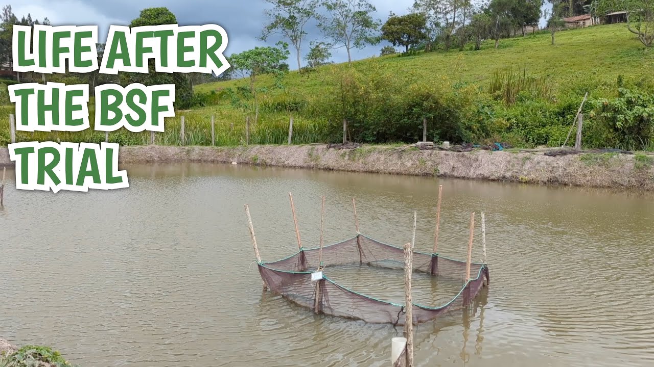 Ponds after the BSF Trial