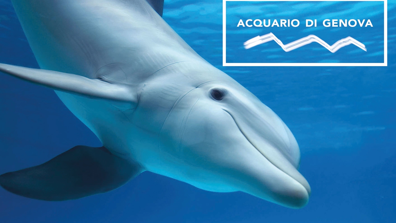 All' Acquario di Genova The Aquarium of Genoa YouTube