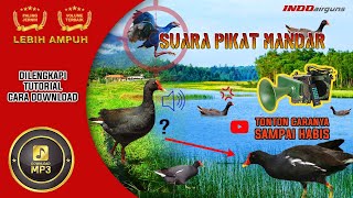 SUARA Pikat Panggil Burung MANDAR Rawa Sawah 💯 Terbaru Kualitas AMPUH JERNIH LENGKAP DOWNLOAD MP3 ✅