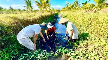 TÁT MƯƠNG BỎ HOANG LÂU NĂM 3 ANH EM BẮT CÁ LÓC KHỦNG  - CHÒI LÁ QUÊ # T 80