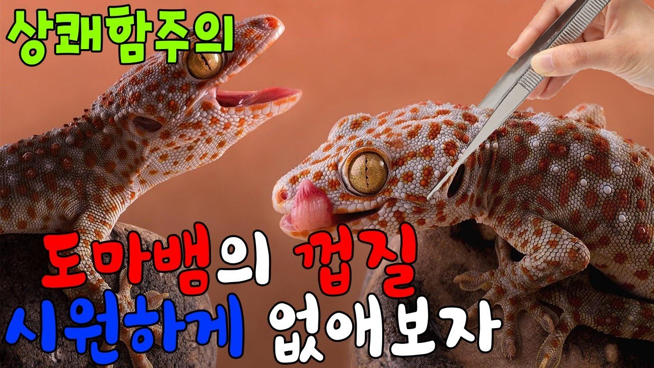 상쾌함 주의보! 도마뱀껍질 깔끔하게 벗겨보자