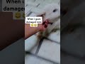 jab mane jackcy ko damaged note diyaa 😂😂😂#dogs #doglover #art #rupees #drawing