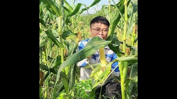 bán giống ngô ngọt