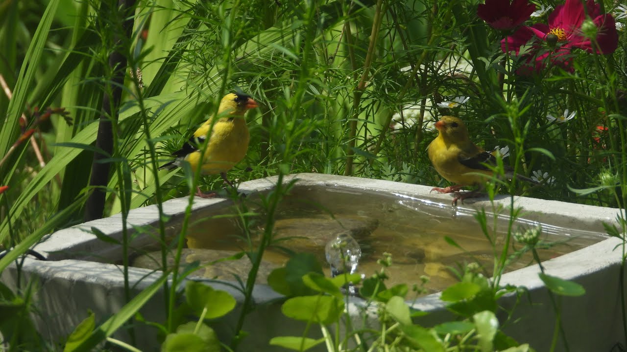 How to make a bird bath 4K