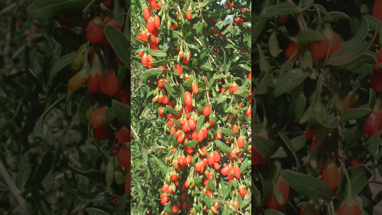 🌻⁸☆&bull;⁴◇⁷■⁶ Goji Berry, Barbary Wolfberry (Lycium barbarum) in Nightshade Family (Solanaceae)