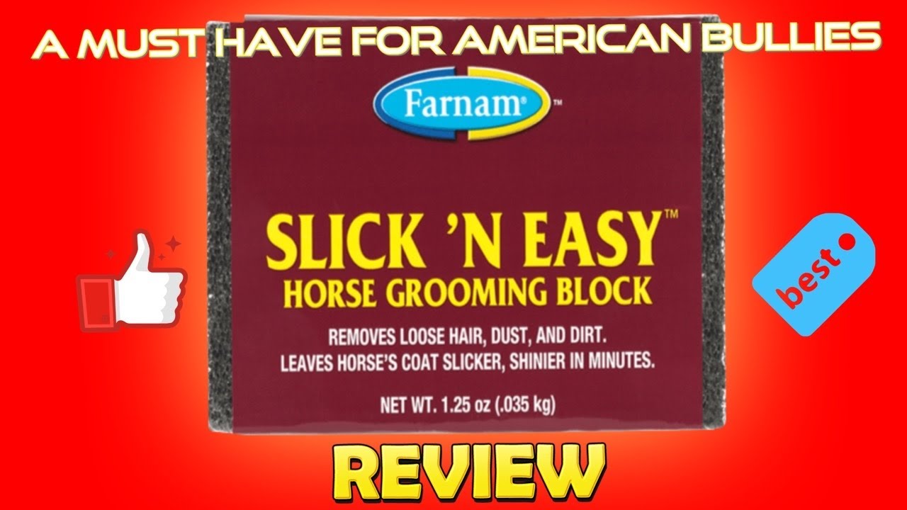 HOW TO GROOM YOUR AMERICAN BULLY QUICK AND EASY