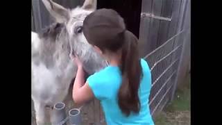 Reaction of a donkey right after see the girl who raised him