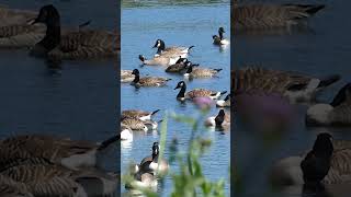 Canada Geese Honking | Geese Sounds