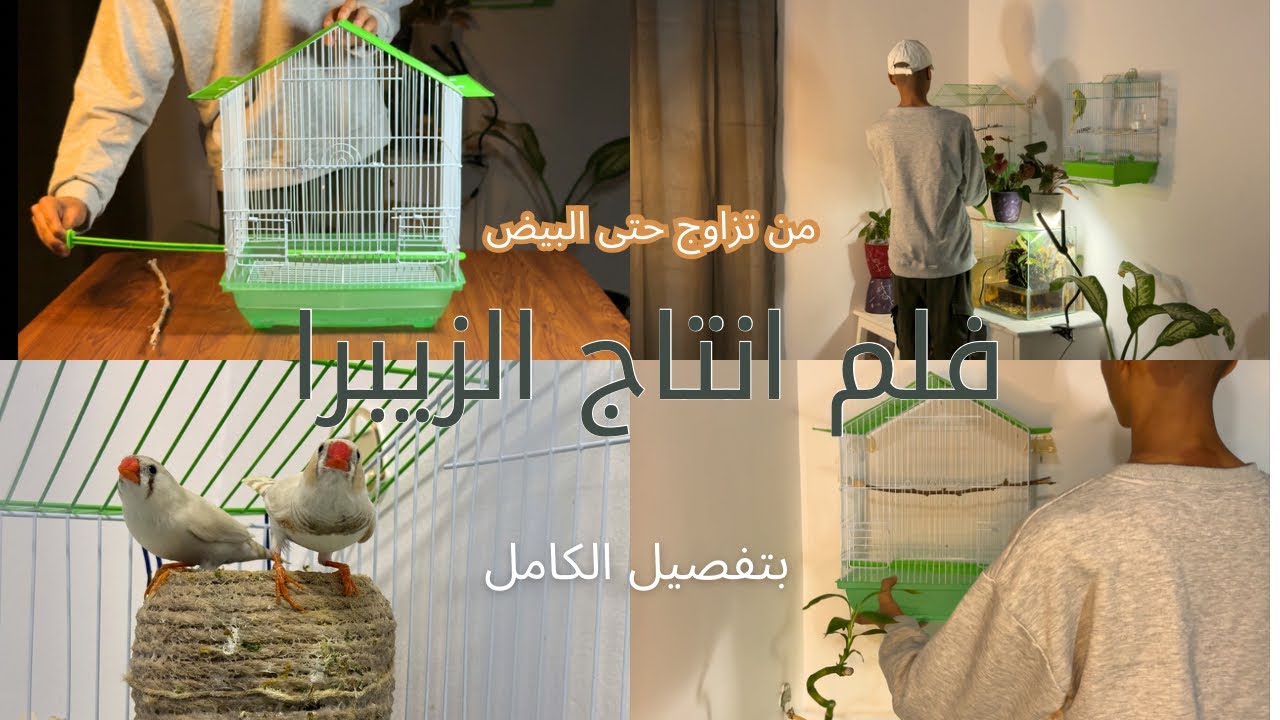 انتاج الزيبرا من الصفر