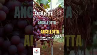 How To Pronounce Ancellotta