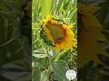 Honey Bee on Sunflower 🐝🌻#beekeeping #bees #imkern #пчеловодство #apicultura