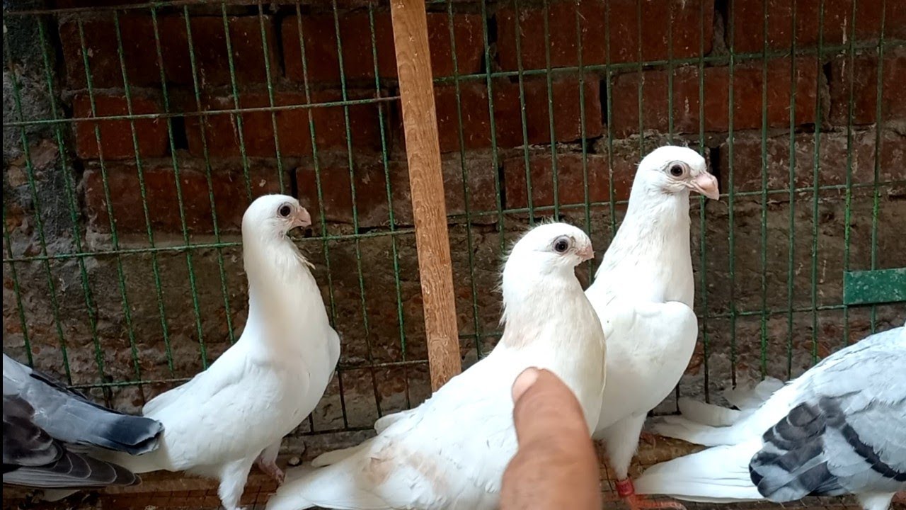 تعالو نشوف حمام السلاكة واخر دفعة زغاليل#تربووومصر