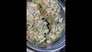 Growing Cannabis With Minimal Products: Veg Update