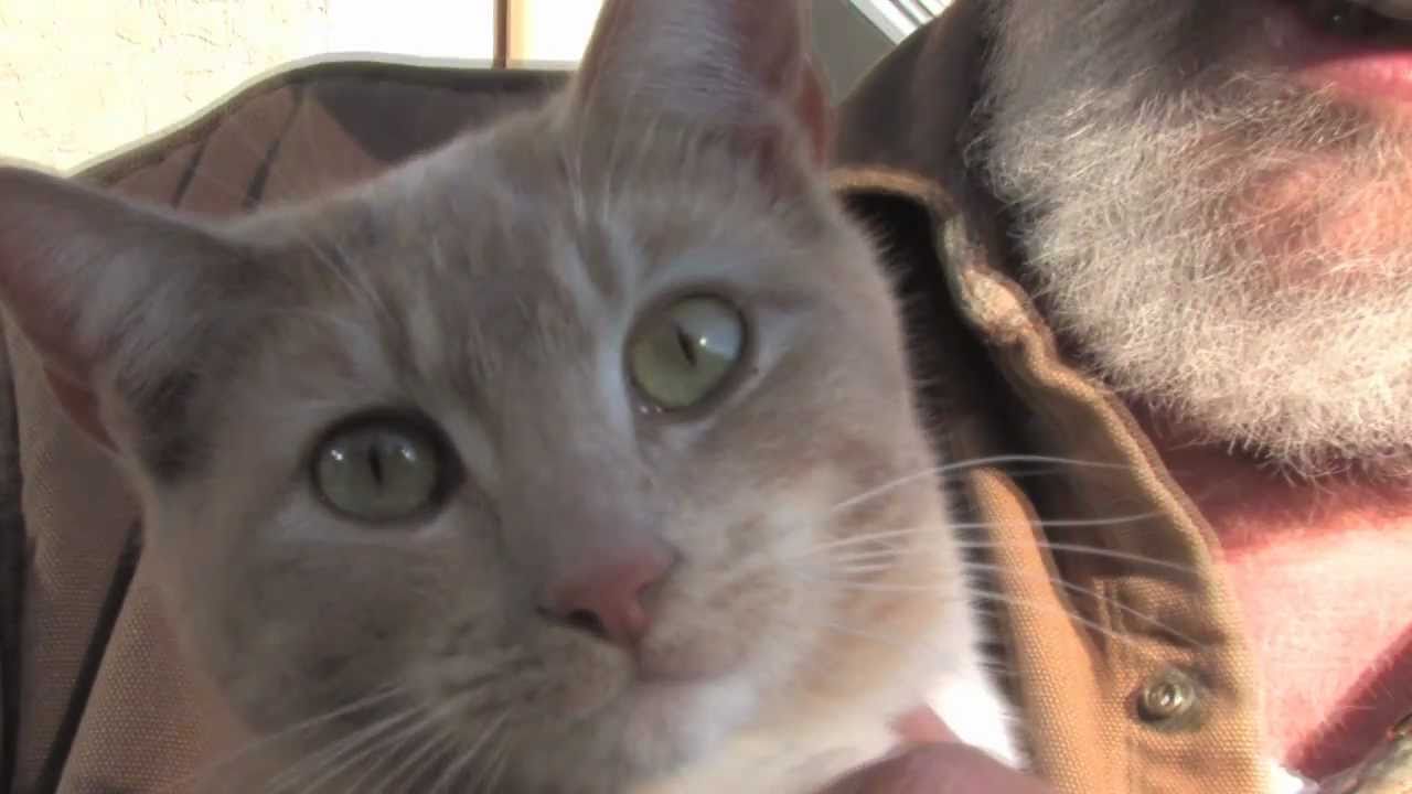 The Cat Whisperer!.mov YouTube