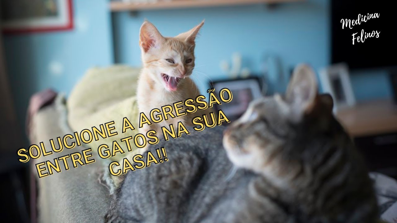 Como fazer DOIS GATOS se darem BEM? YouTube