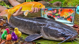 Catch freshwater aquarium fish, catfish, betta fish, koi, colorful ornamental fish, big fish