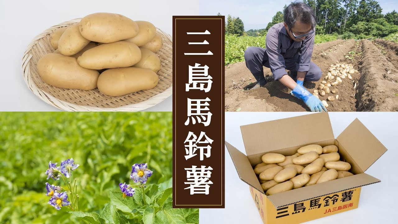 18 三島馬鈴薯 - YouTube
