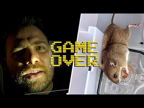 Rats dans un grenier : le résultat filmé après piégeage