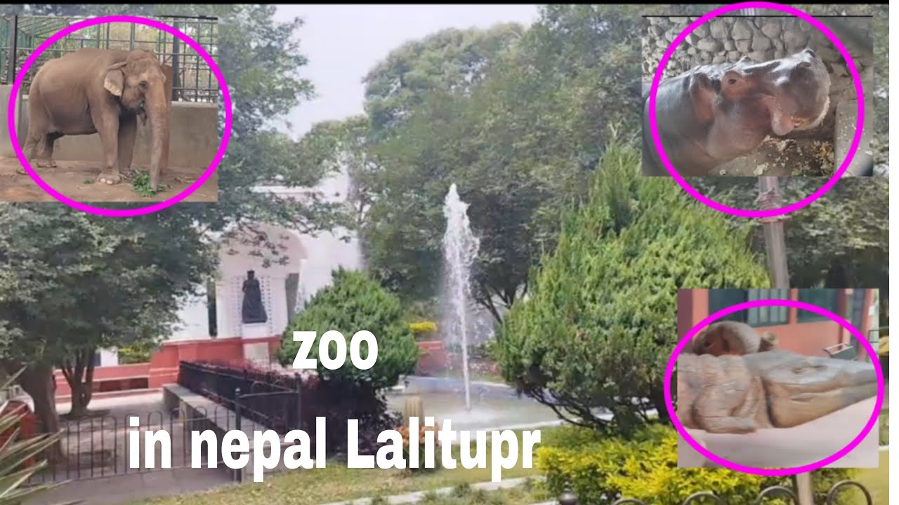 Mahimit vlog nepali zoo in Lalitupr
