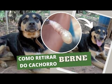 Vídeo: Como Potty Treinar um Cão Rápido