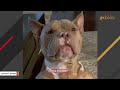 Dog hilariously waits in line for his pets
