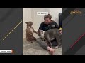 Dog hilariously waits in line for his pets