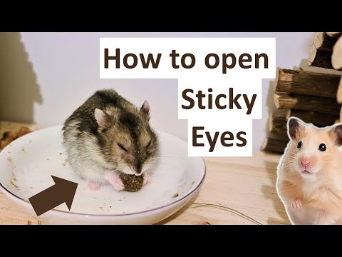 How To Clean A Hamster Infected Eye